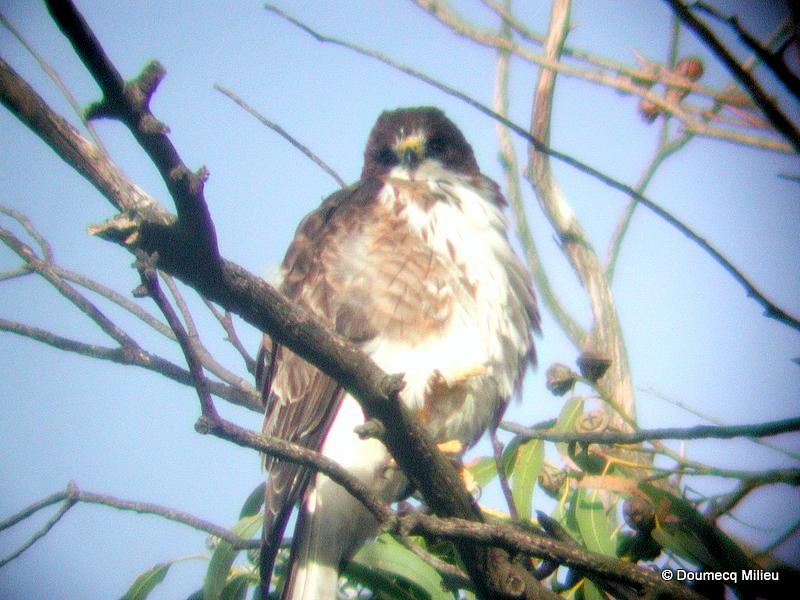 White-throated Hawk - ML59526141