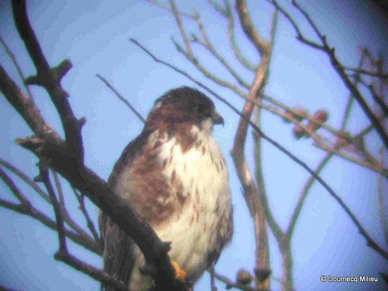 White-throated Hawk - ML59526171