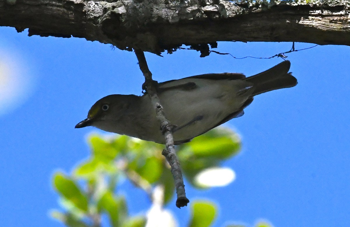 Ak Gözlü Vireo - ML59526181