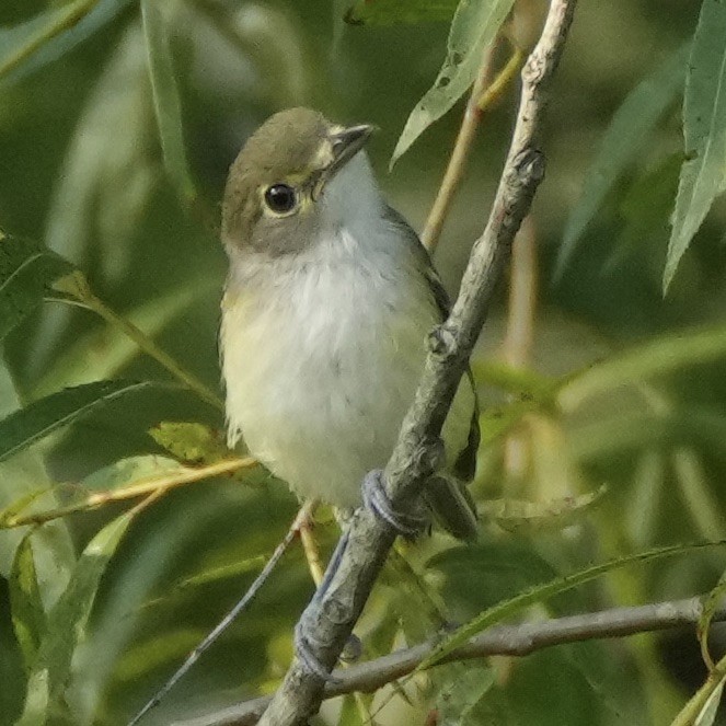 White-eyed Vireo - ML595262051