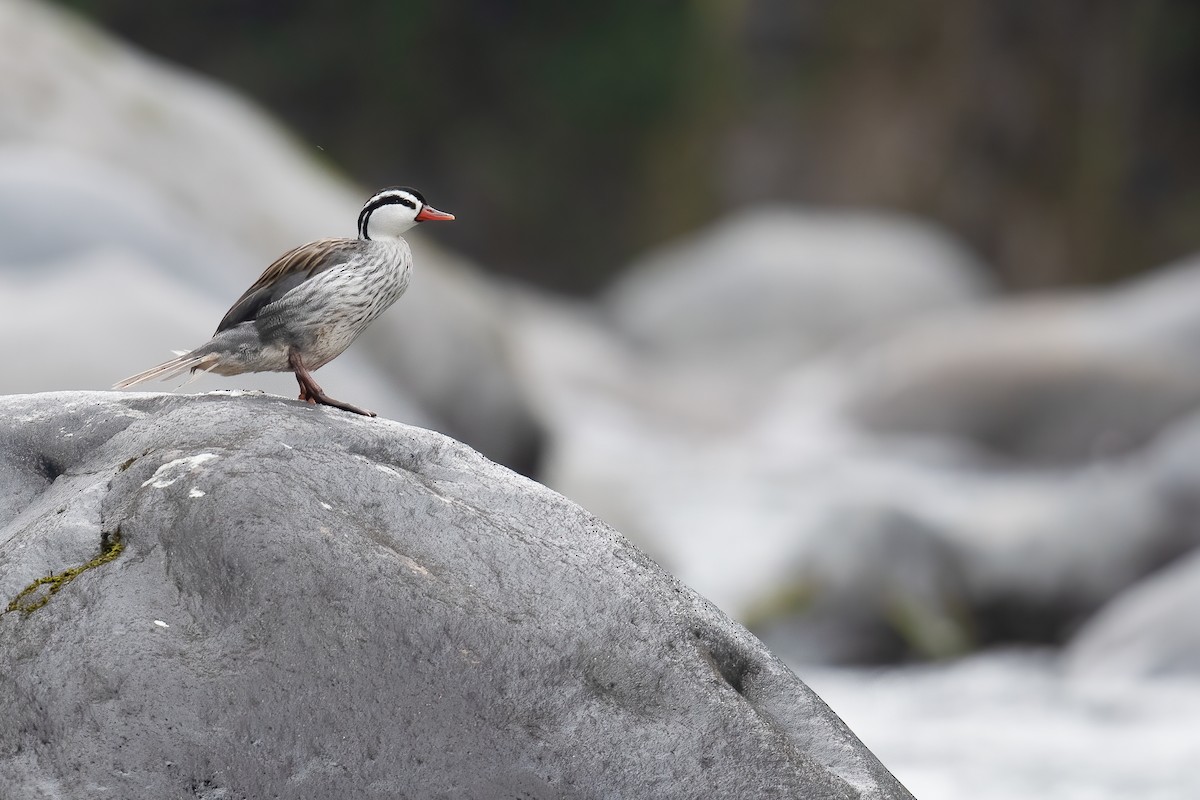 Torrent Duck - Ben  Lucking