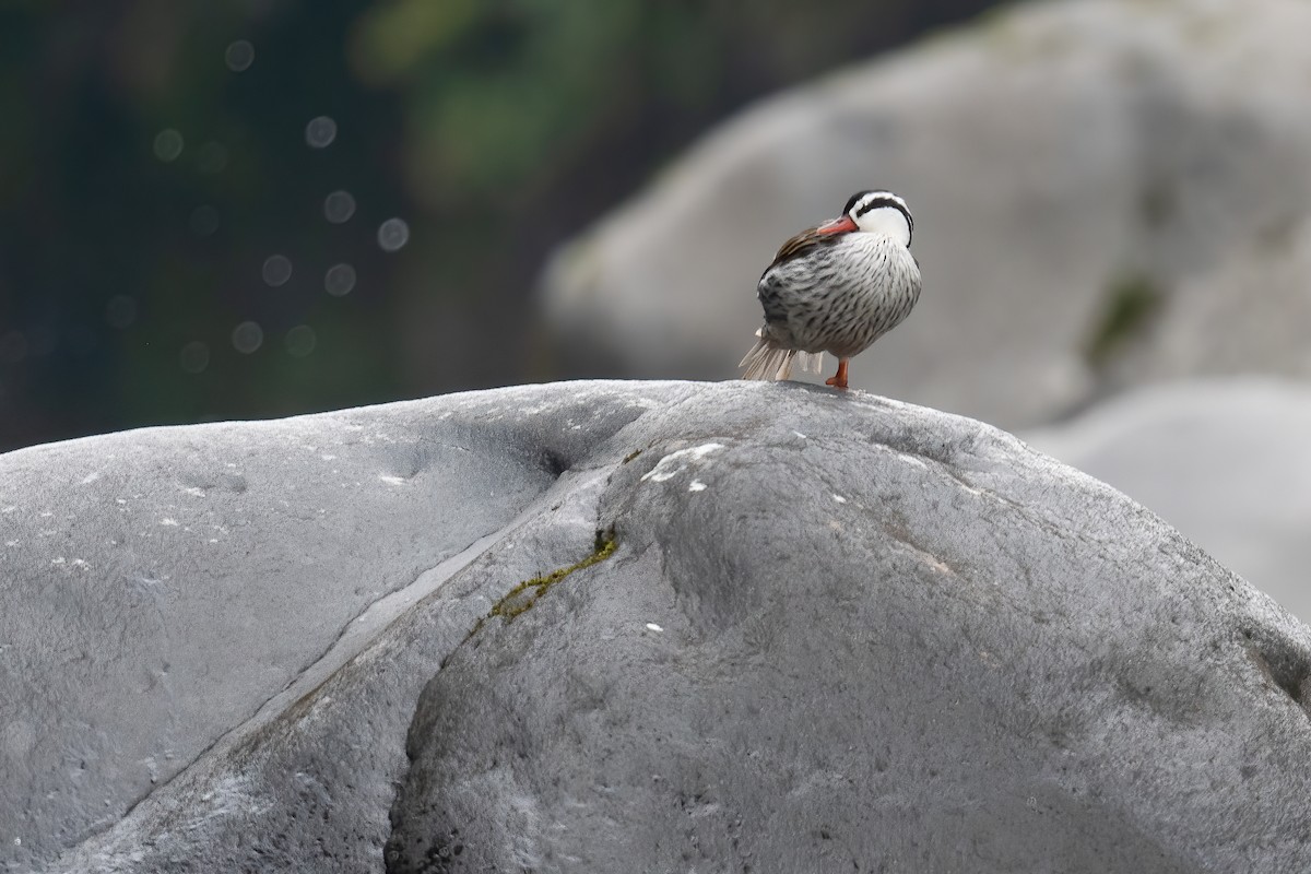 Torrent Duck - Ben  Lucking