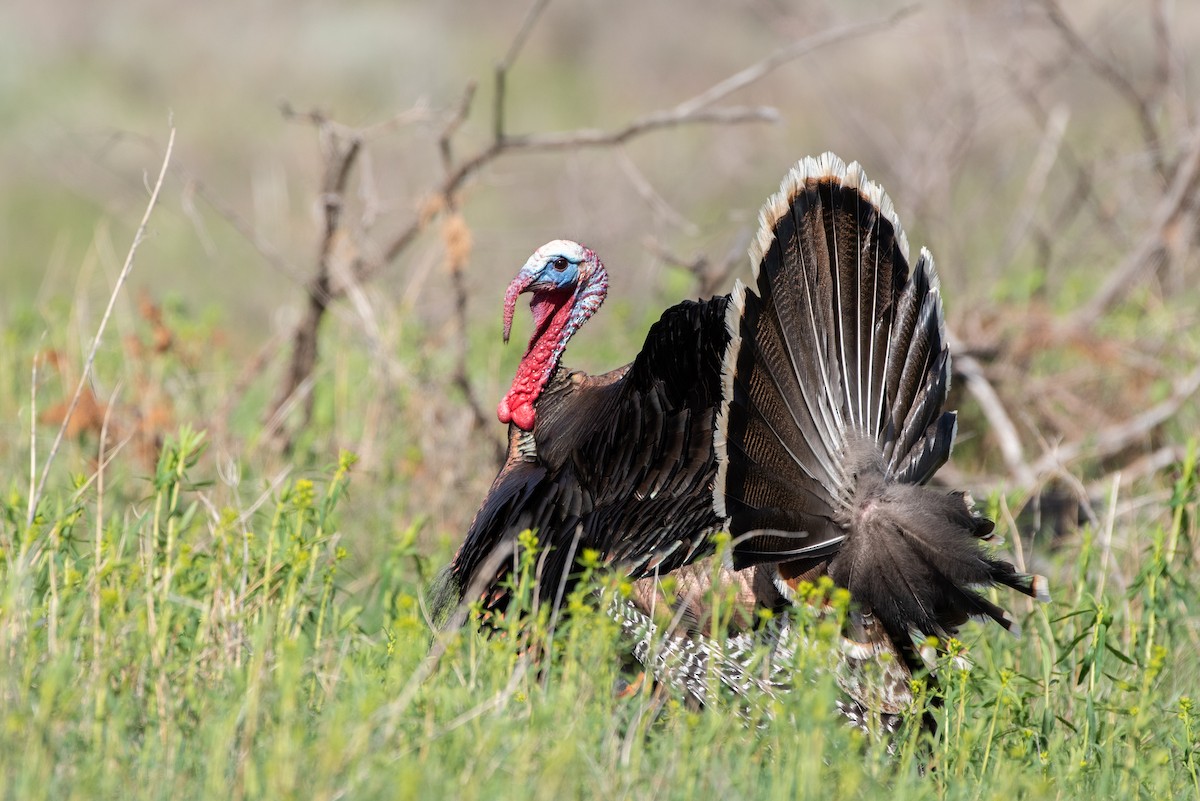 Wild Turkey - Kevin Pero