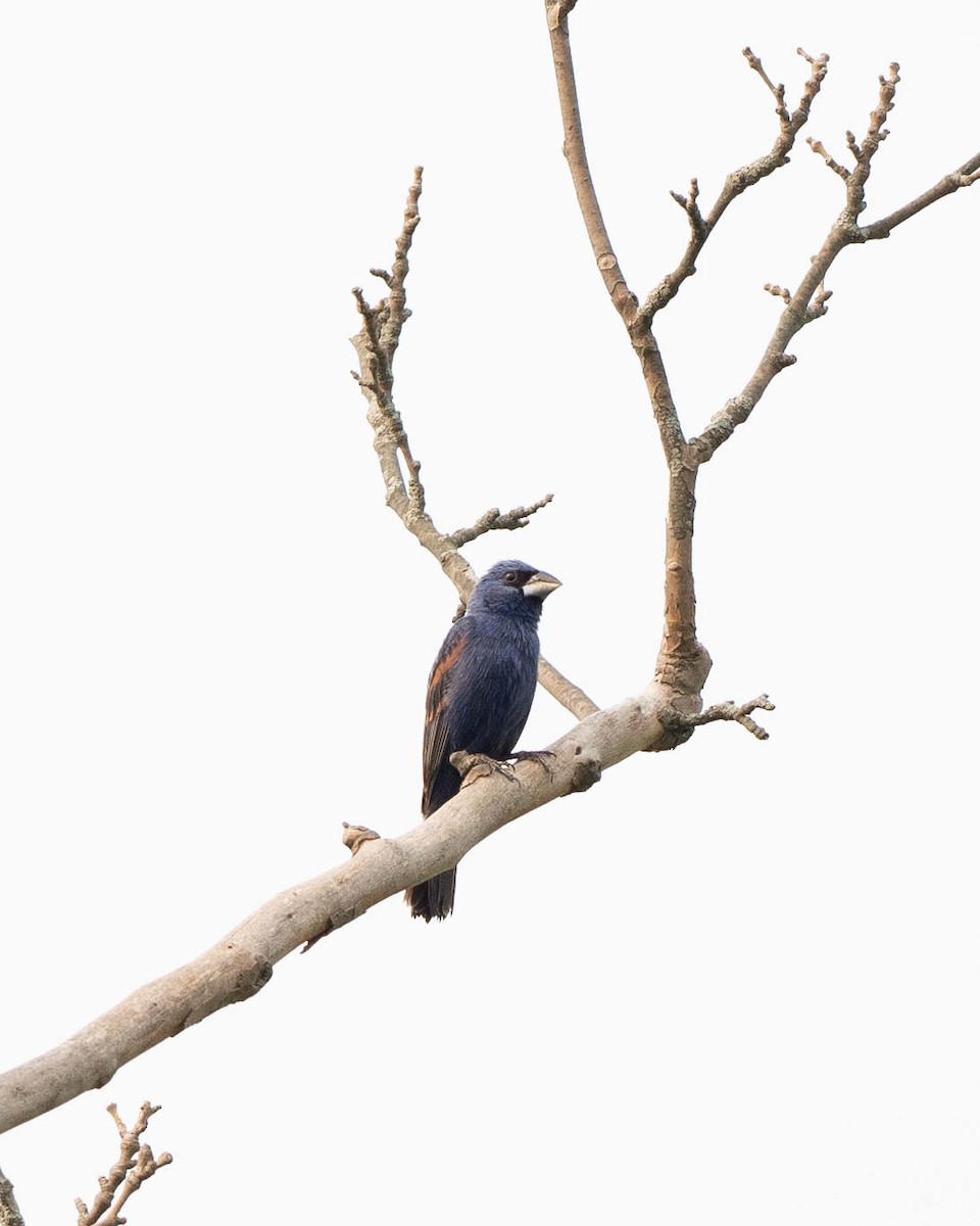 Blue Grosbeak - Rad Widmer