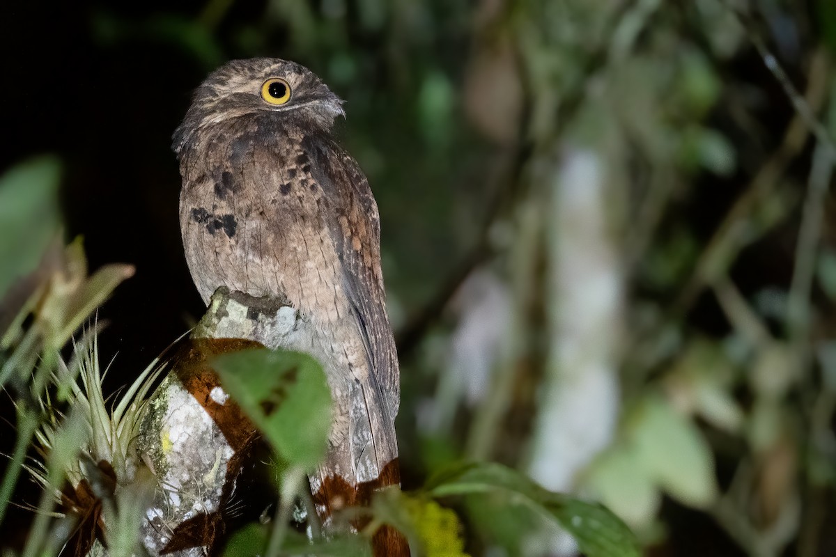 Common Potoo - Ben  Lucking