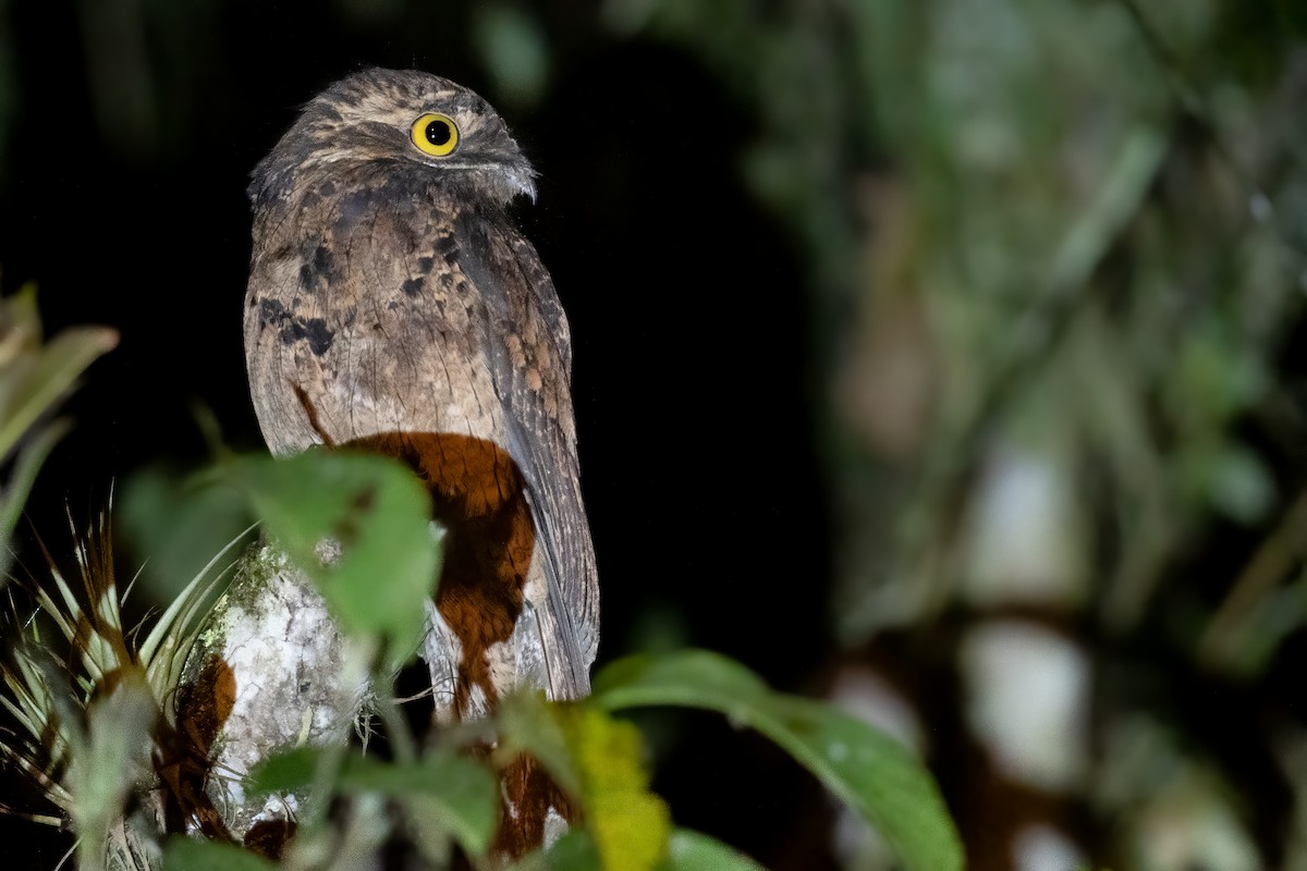 Common Potoo - Ben  Lucking