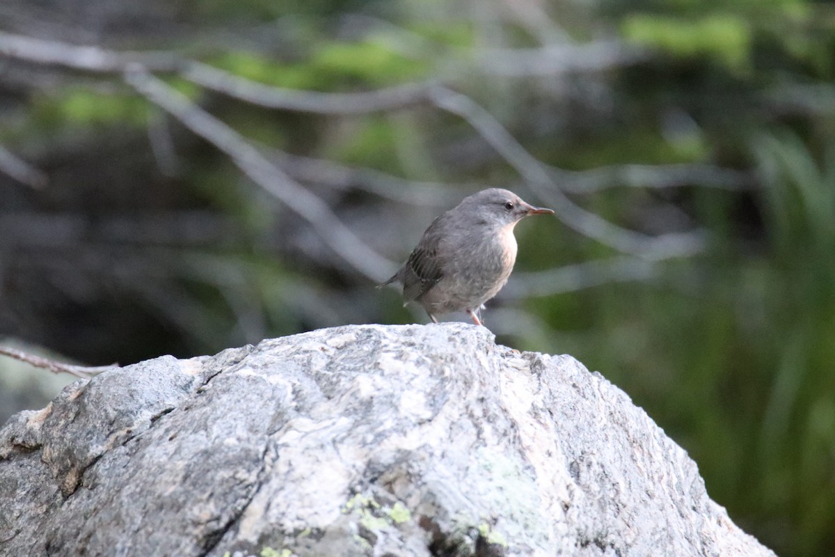 American Dipper - ML595263031