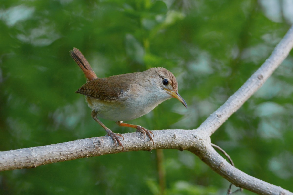 St. Lucia Wren - David Hollie