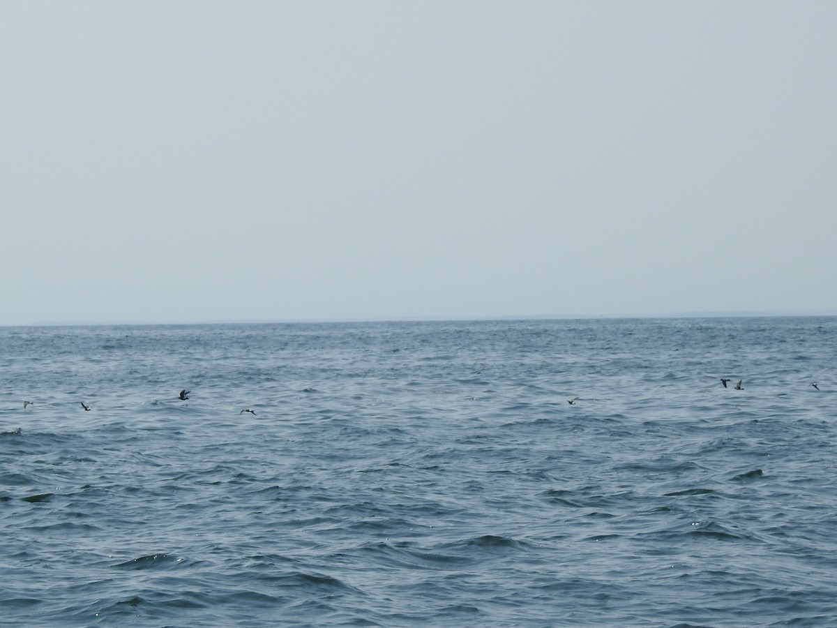 黃蹼洋海燕 - ML595264301