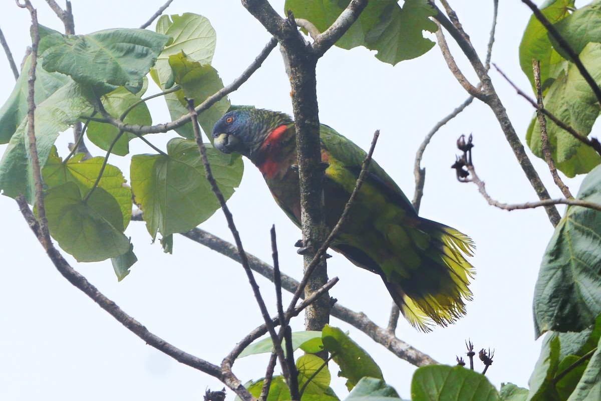 Amazona de Santa Lucía - ML595264461