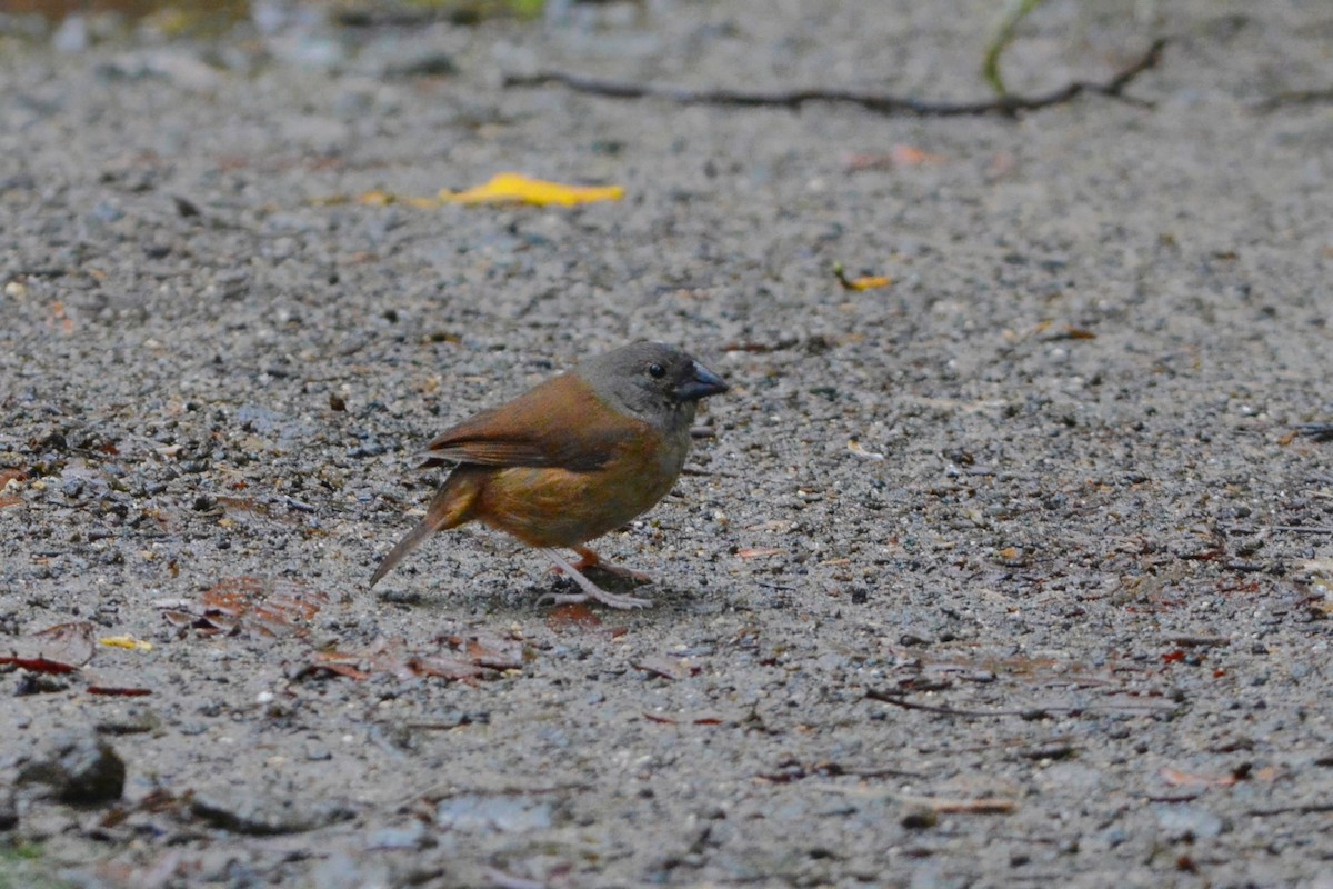 St. Lucia Black Finch - ML595264511