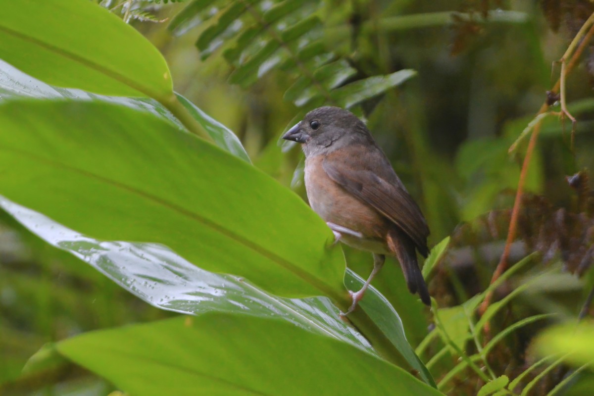 St. Lucia Black Finch - ML595264521