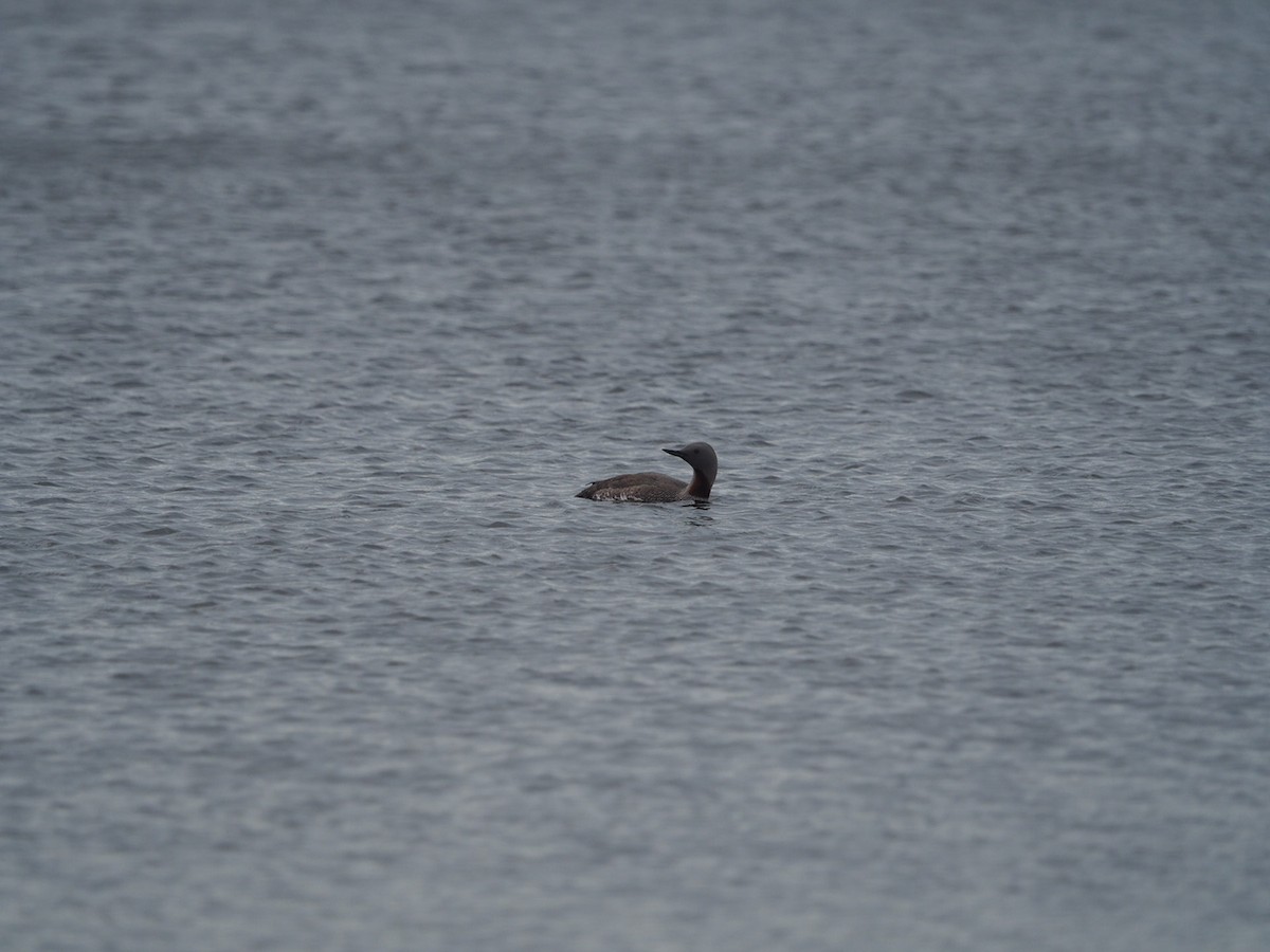 Red-throated Loon - ML595265111