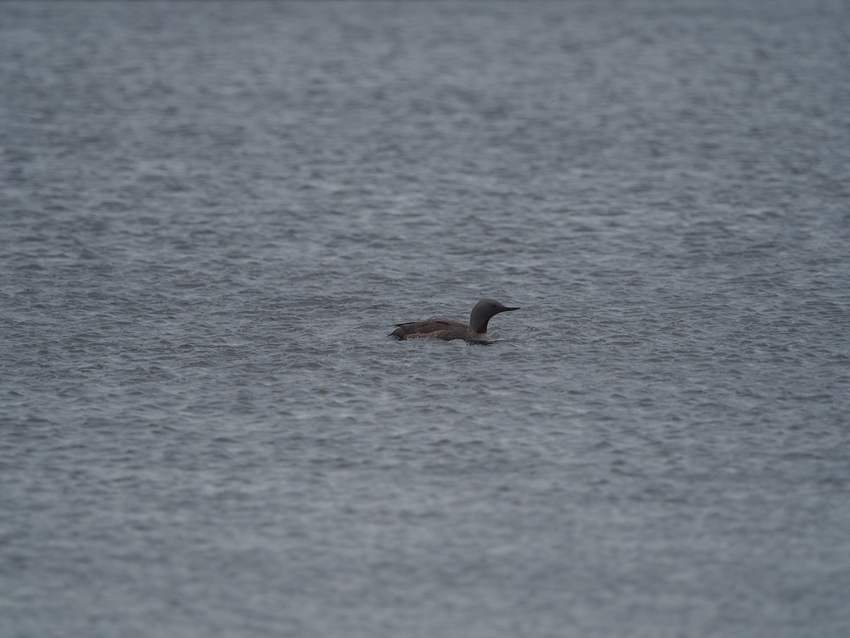 Red-throated Loon - ML595265121