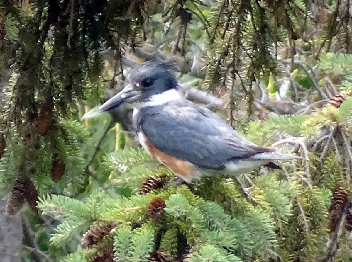 Belted Kingfisher - ML595267761