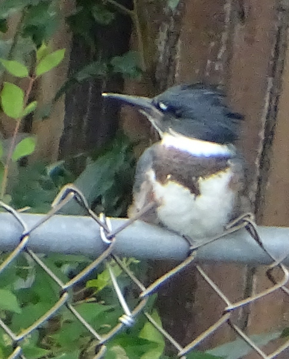 Belted Kingfisher - ML595267931