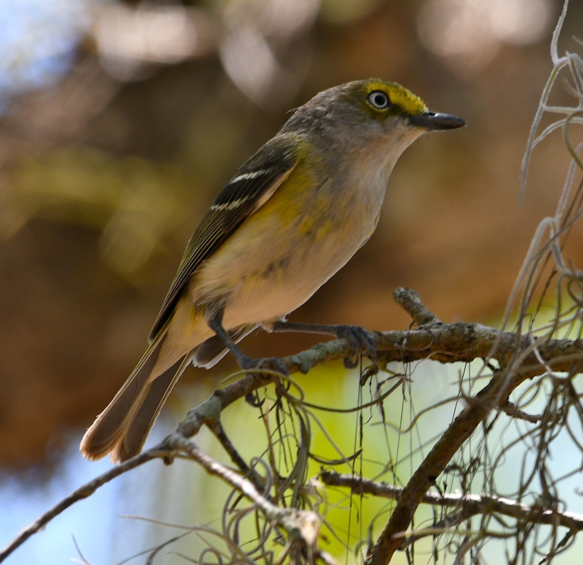 White-eyed Vireo - Suzanne Zuckerman