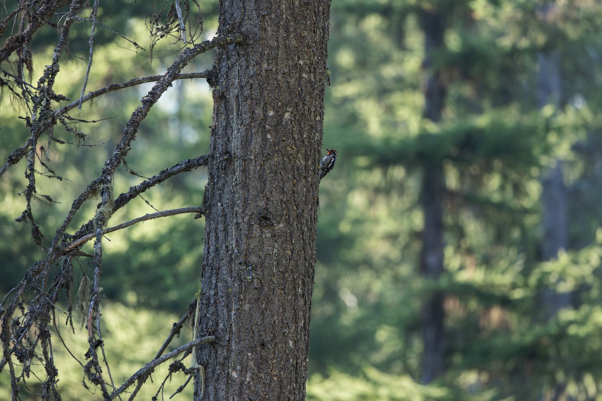 Red-naped Sapsucker - ML595268621