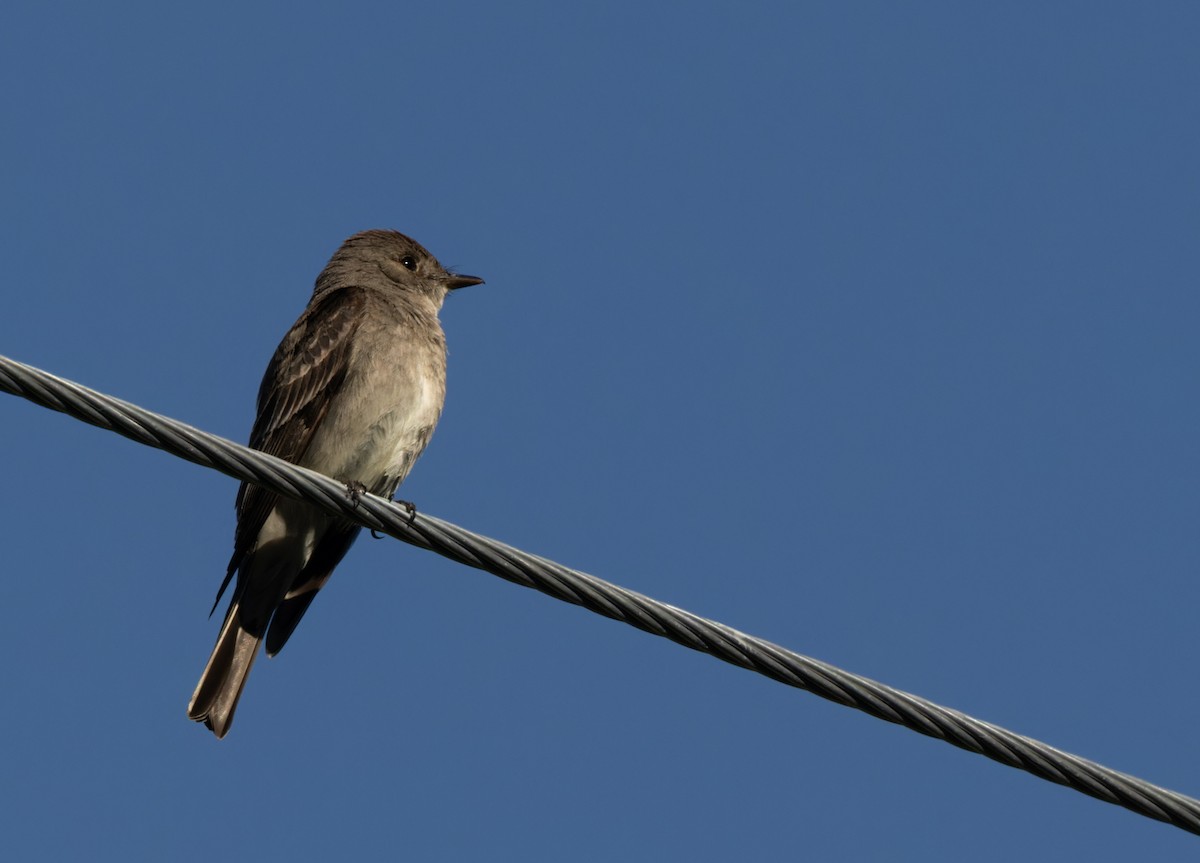 Western Wood-Pewee - ML595268631