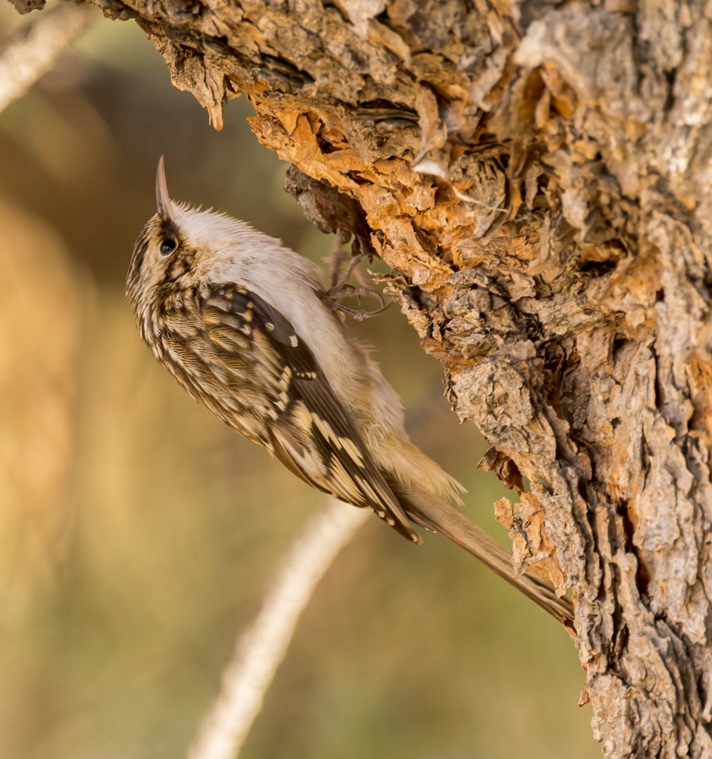 Brown Creeper - ML595268711