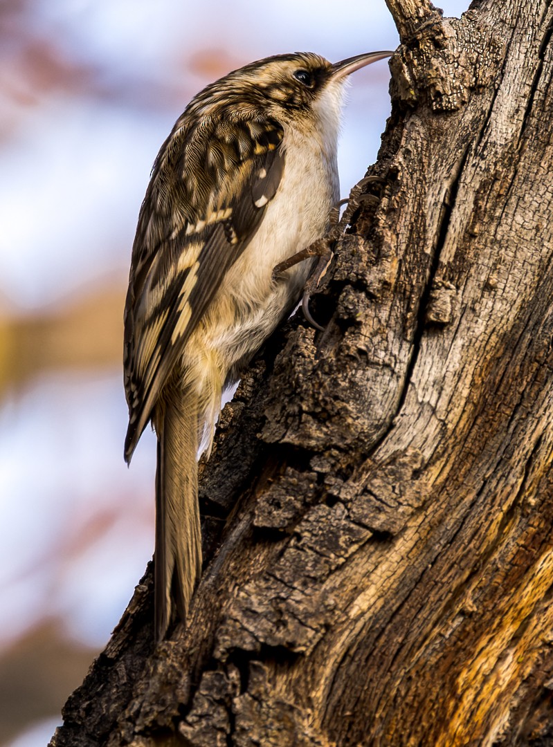 Brown Creeper - ML595268721