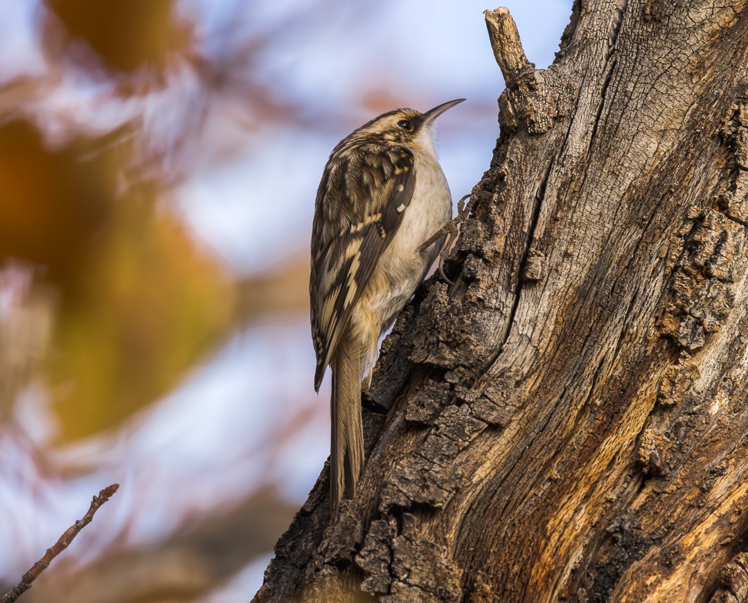 Brown Creeper - ML595268731