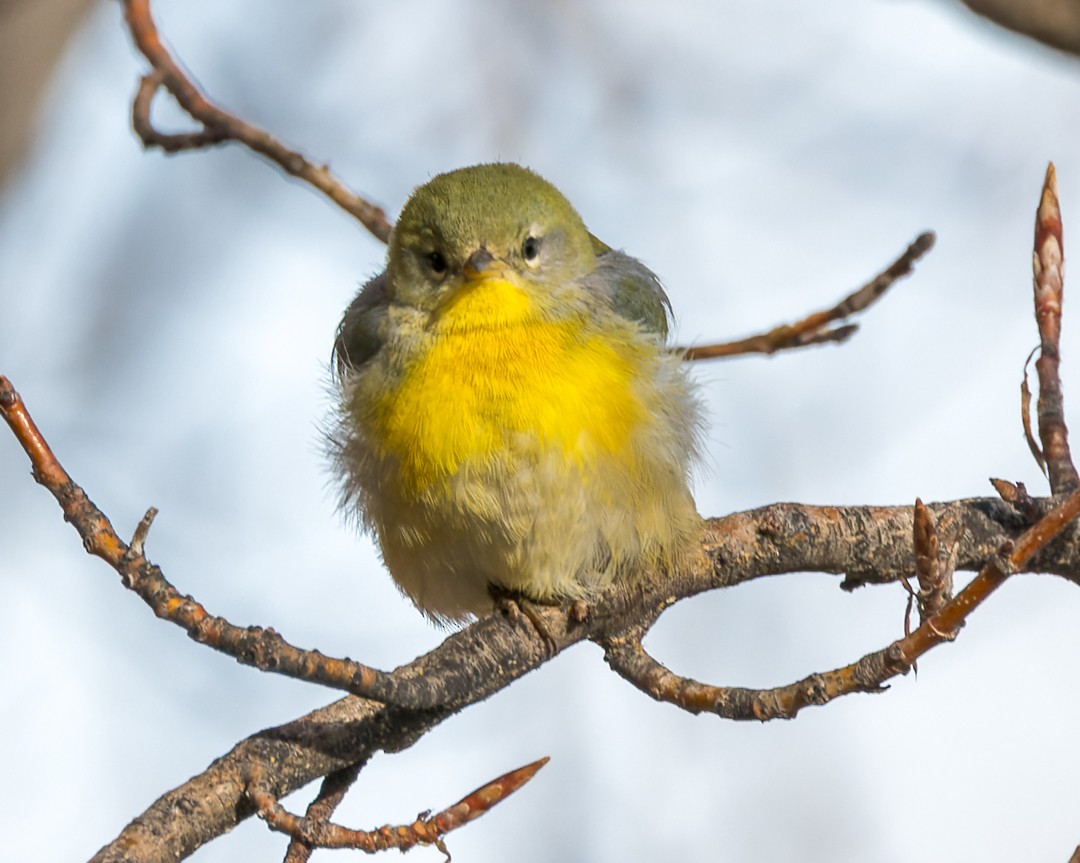 Northern Parula - ML595268751