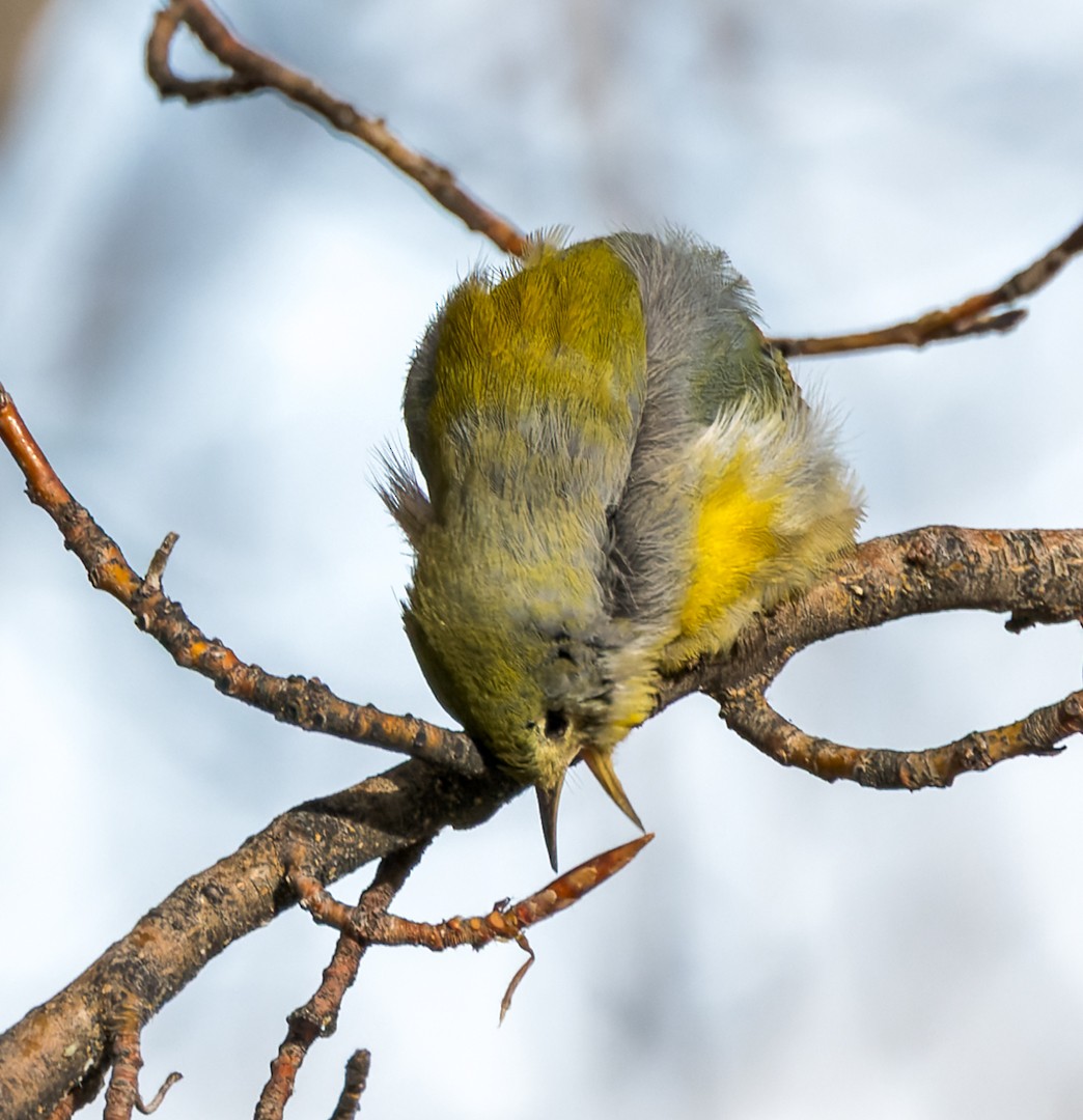 Northern Parula - ML595268761