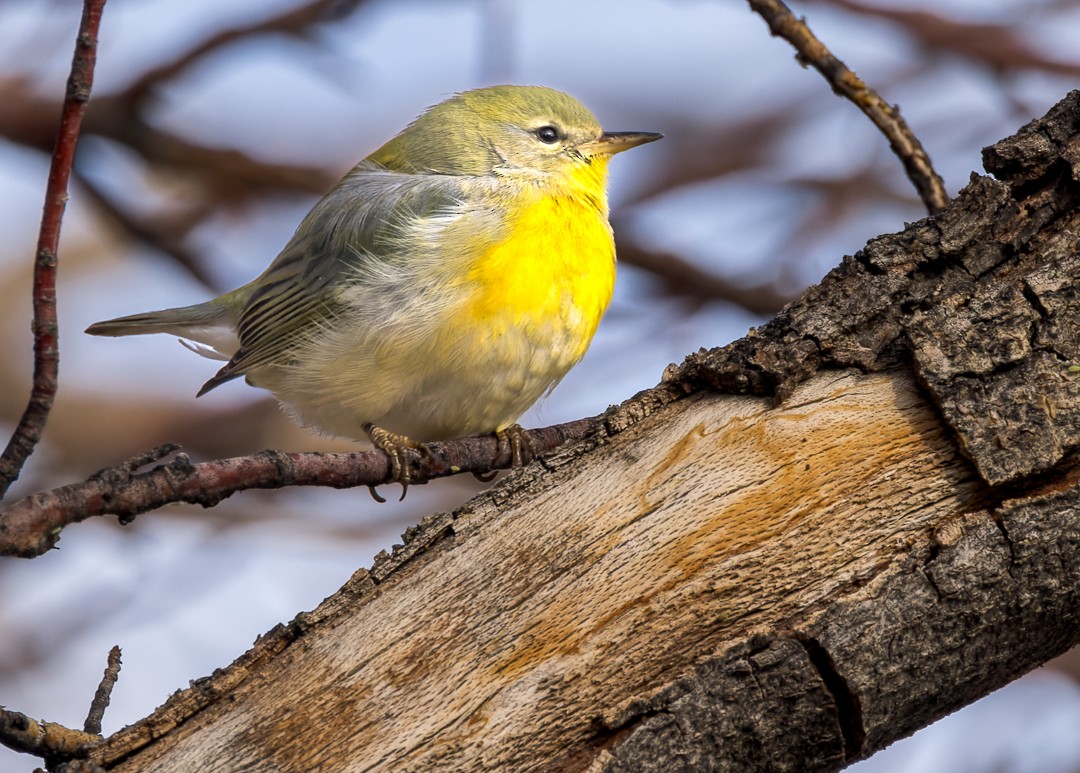 Northern Parula - ML595268771