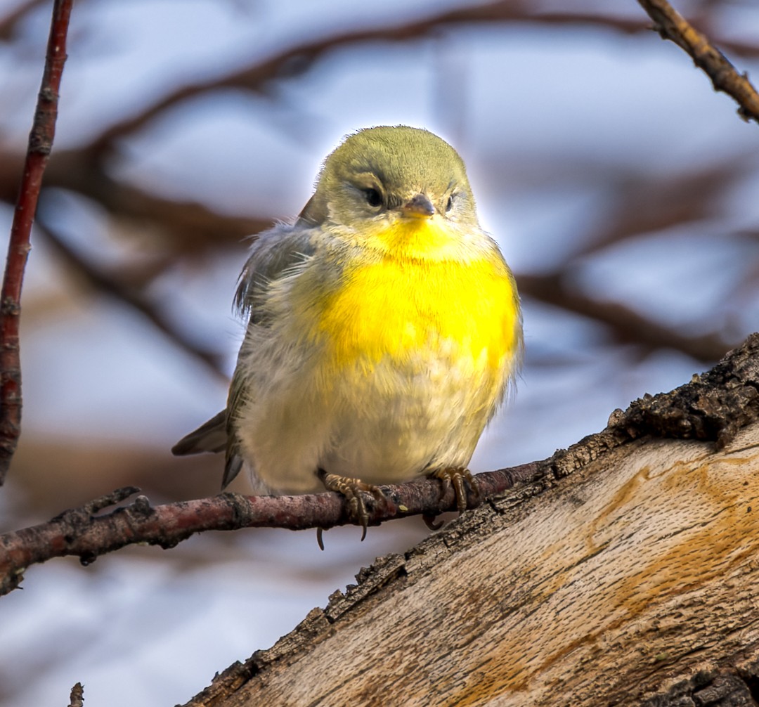 Northern Parula - ML595268781