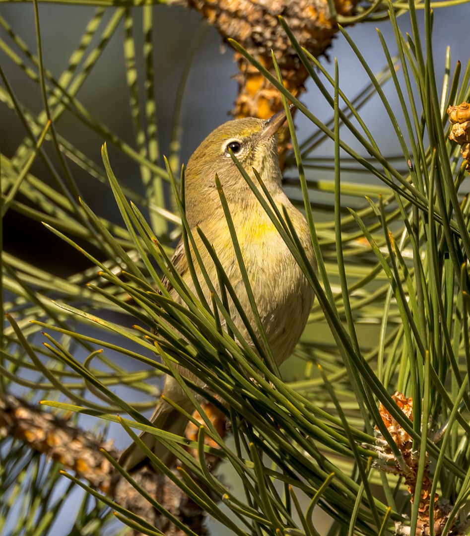 Pine Warbler - ML595268801