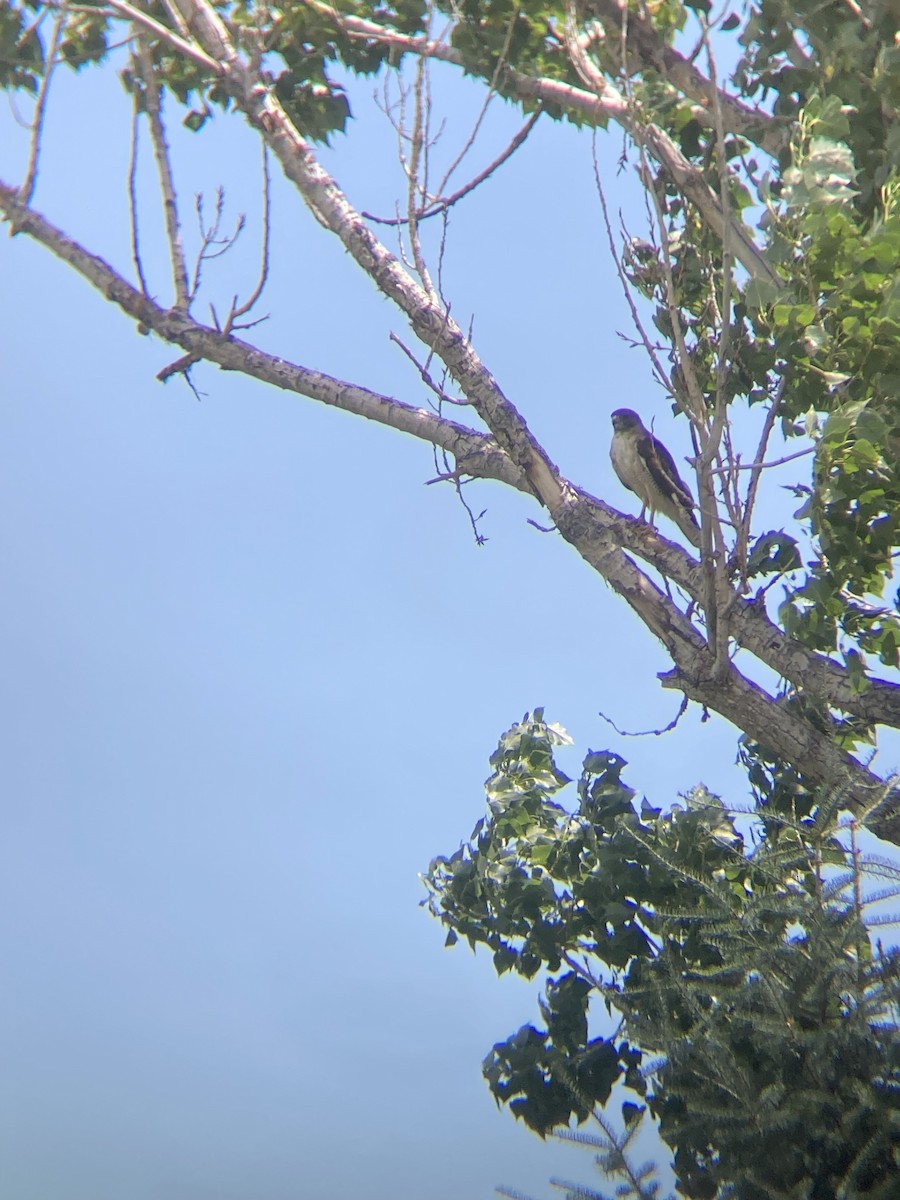 Red-tailed Hawk - ML595268901