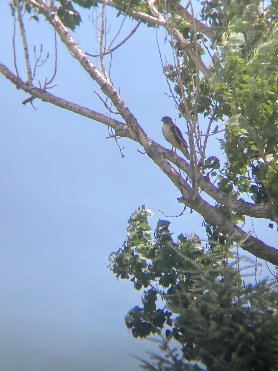 Red-tailed Hawk - ML595268911