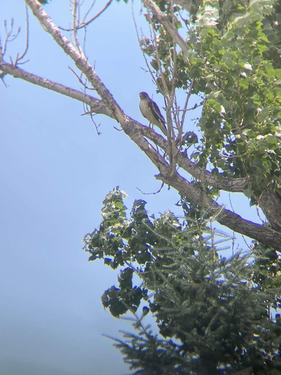 Red-tailed Hawk - ML595268921