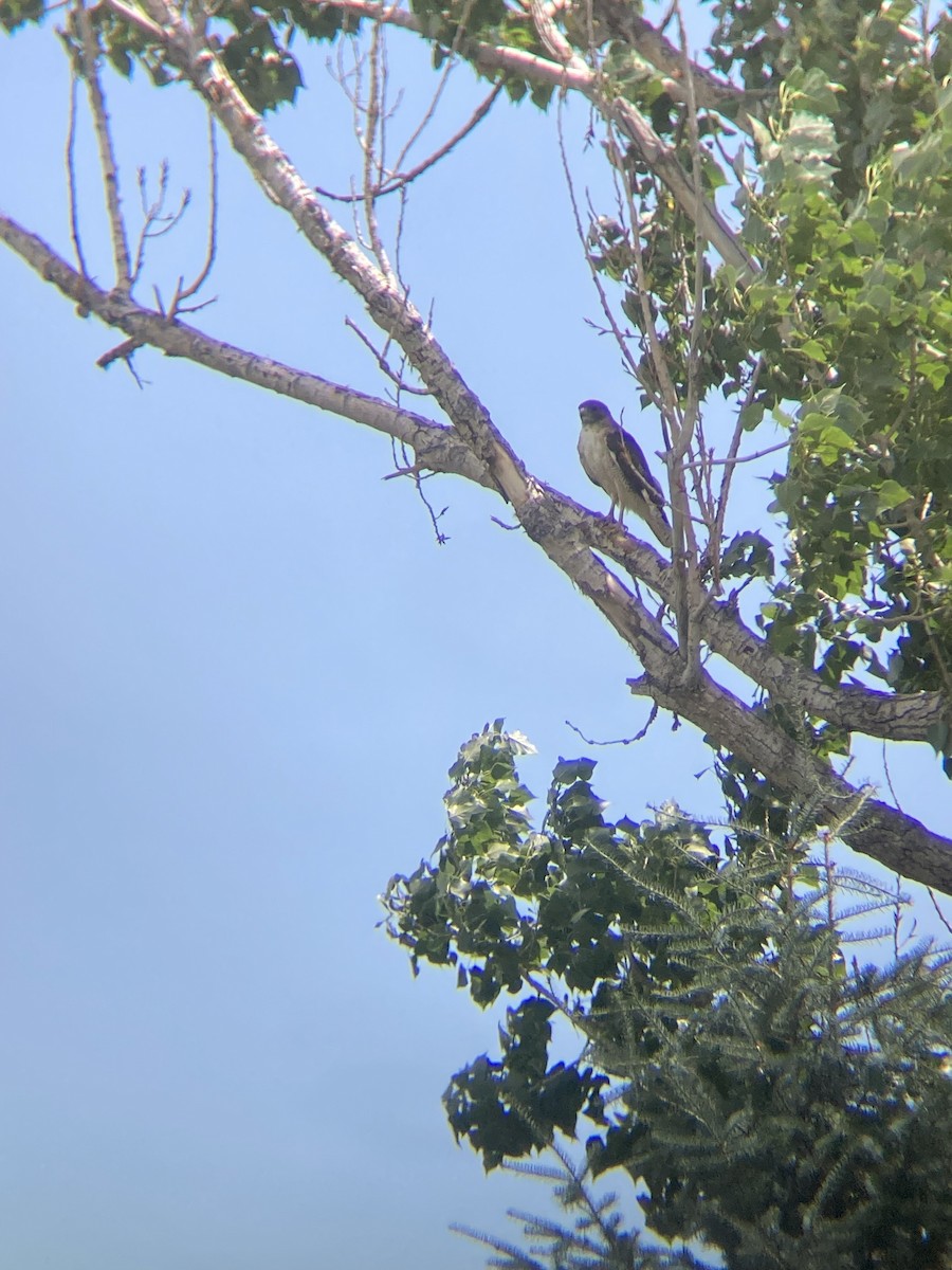 Red-tailed Hawk - Owen Robertson