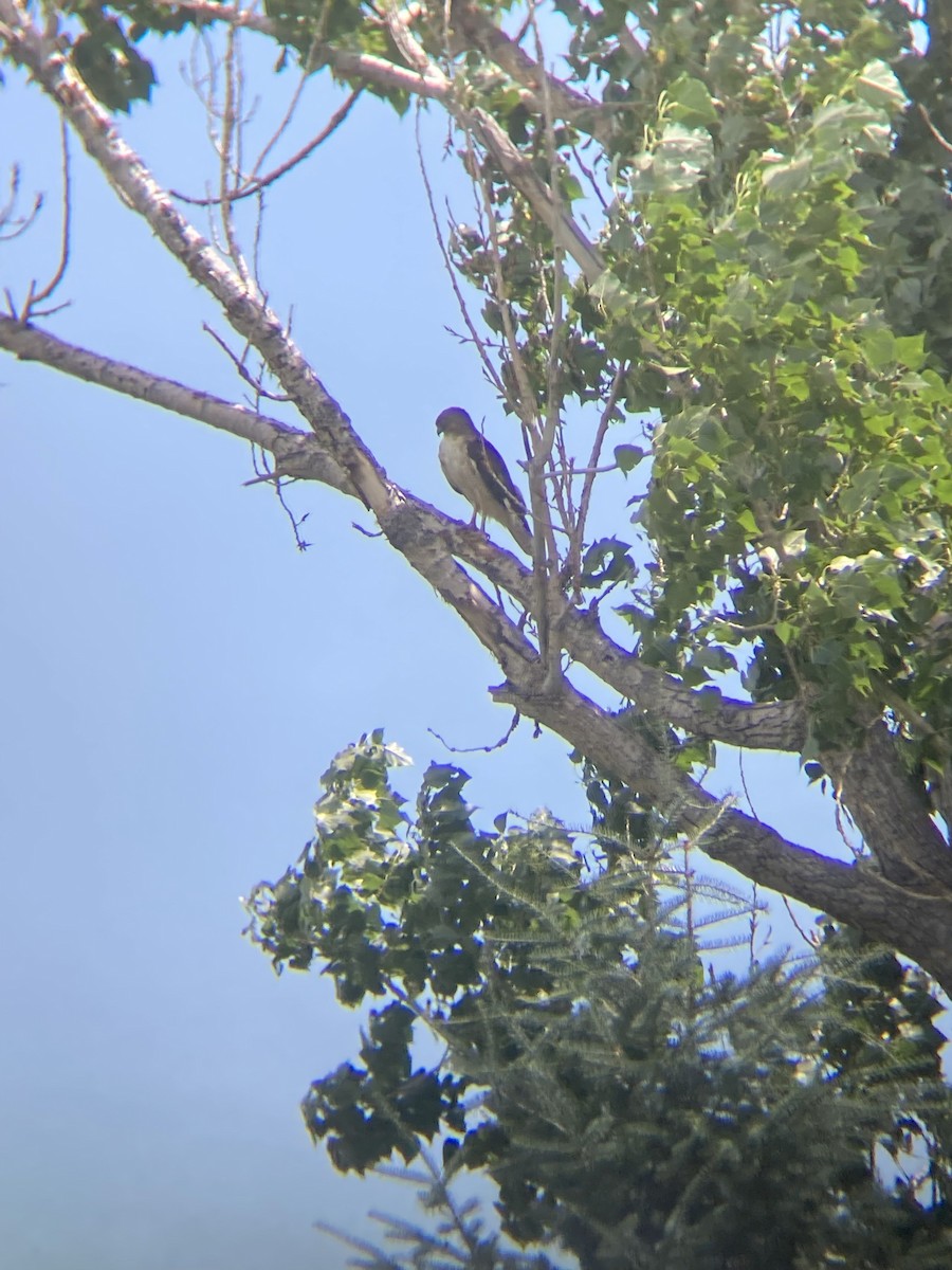 Red-tailed Hawk - Owen Robertson