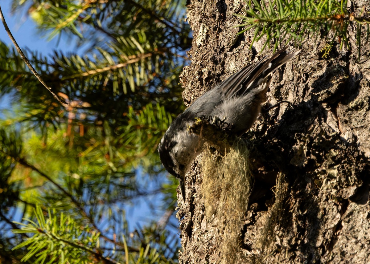 White-breasted Nuthatch - ML595268981