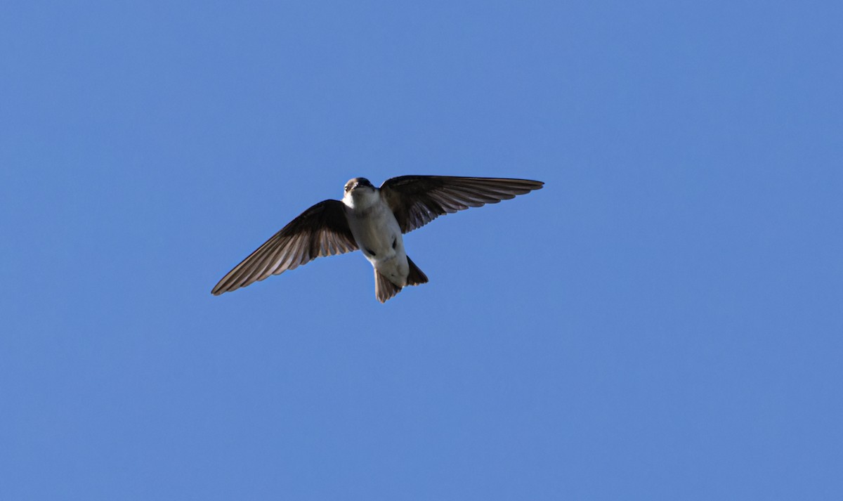 Violet-green Swallow - ML595269251