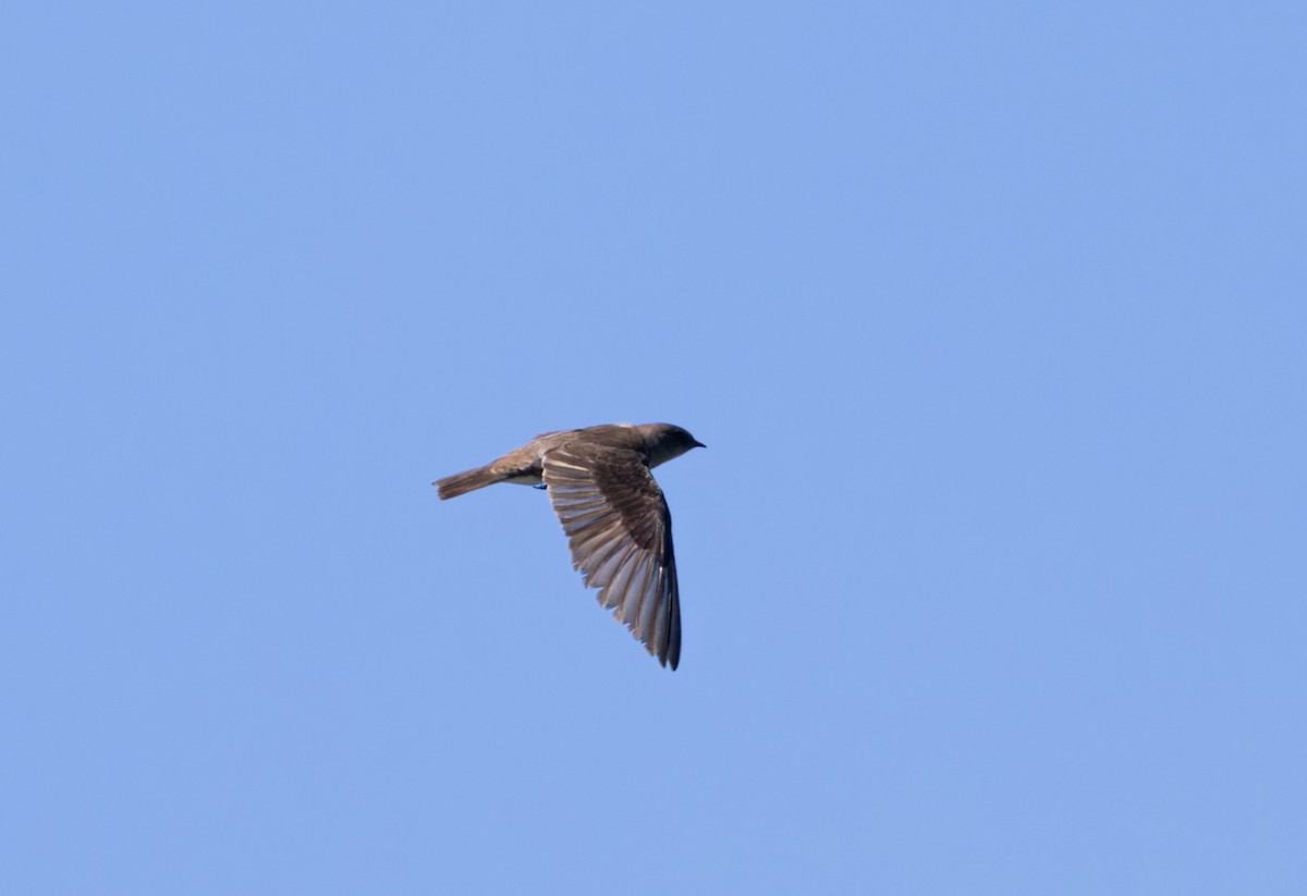 Northern Rough-winged Swallow - ML595269301