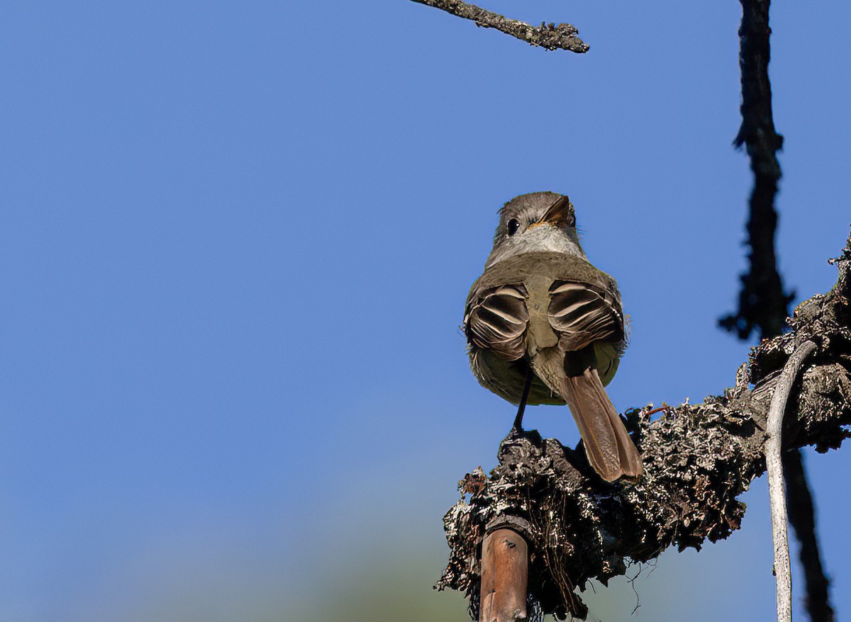 Dusky Flycatcher - ML595269341