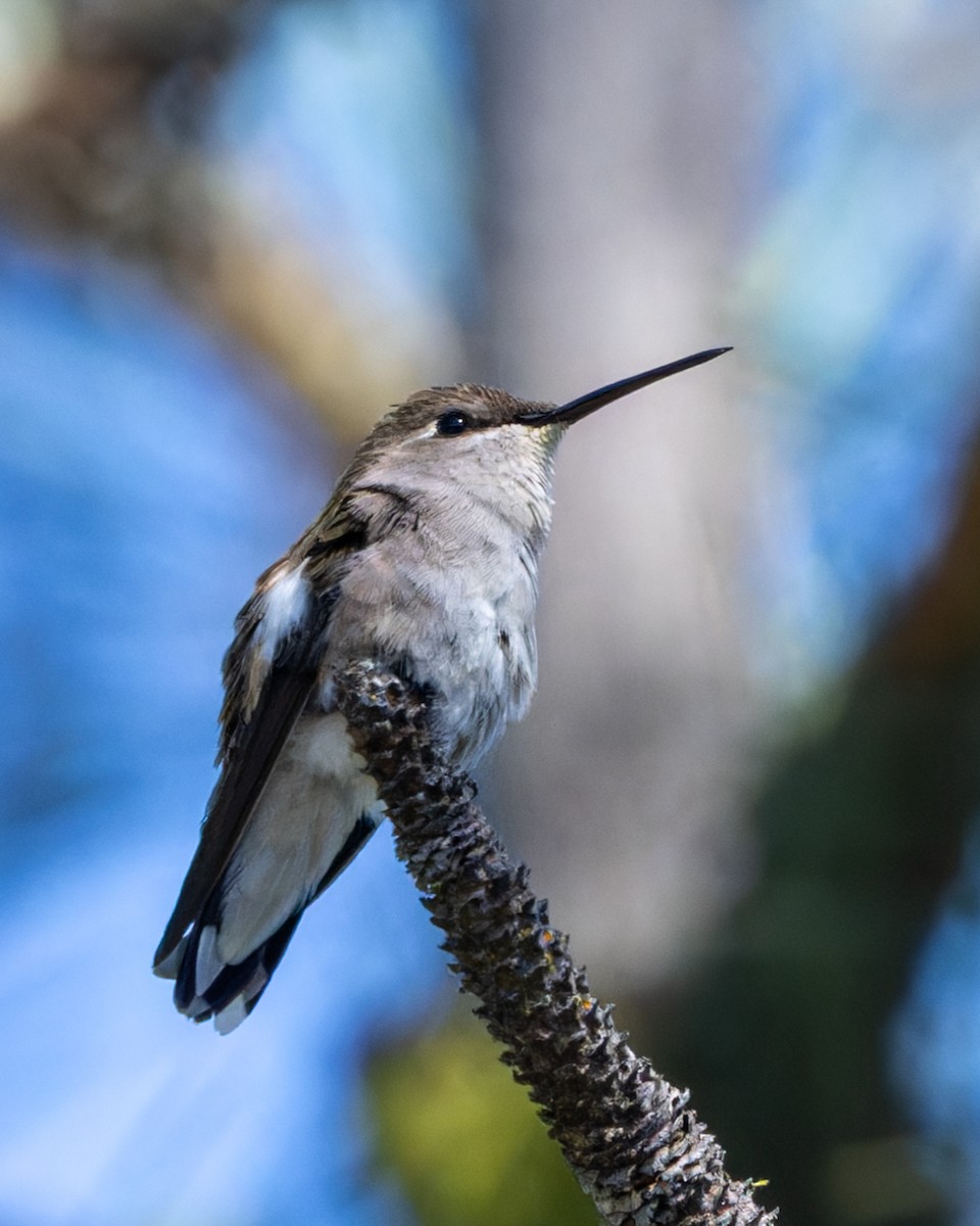 Black-chinned Hummingbird - ML595269581