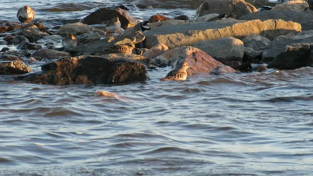 ムラサキハマシギ - ML595269611