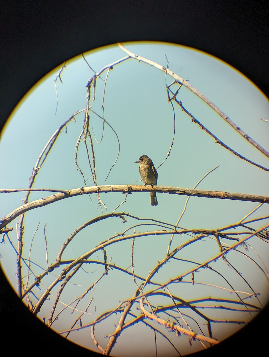 Western Wood-Pewee - ML595270561