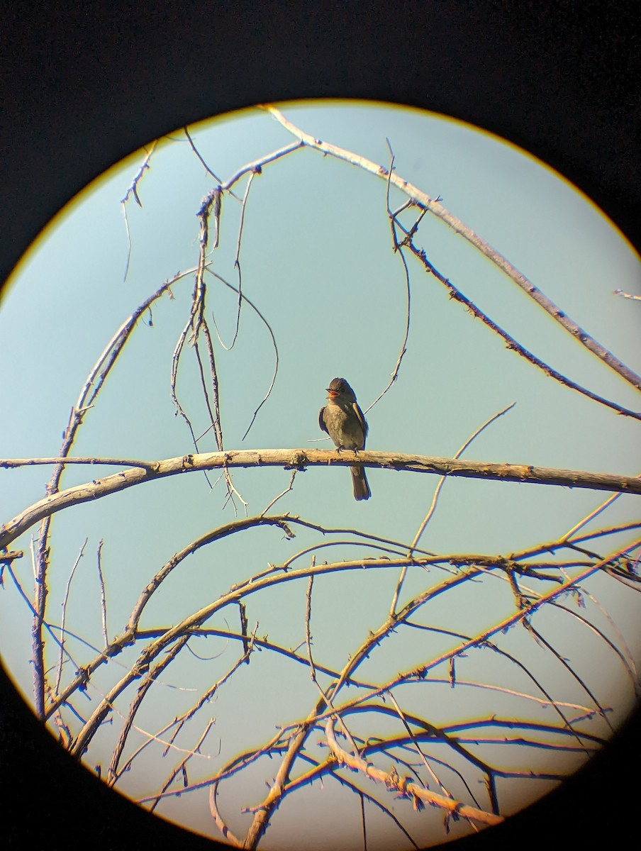 Western Wood-Pewee - ML595270571