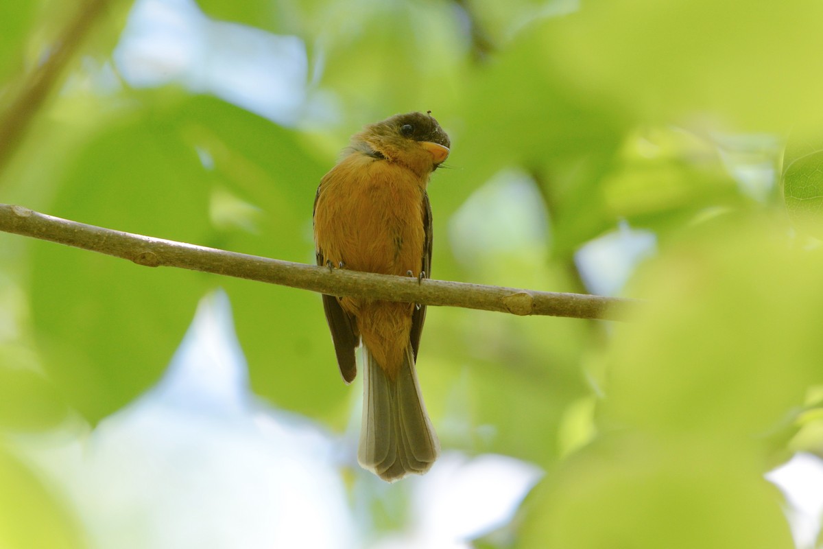 Lesser Antillean Pewee (St. Lucia) - ML595270651