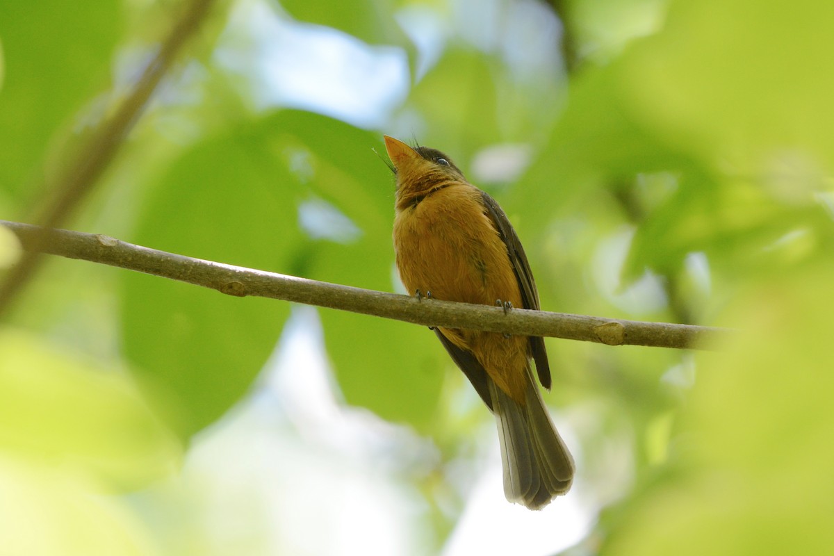 Lesser Antillean Pewee (St. Lucia) - David Hollie