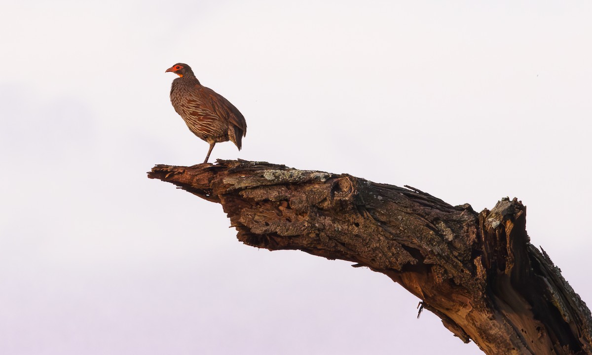 Gray-breasted Spurfowl - ML595270711