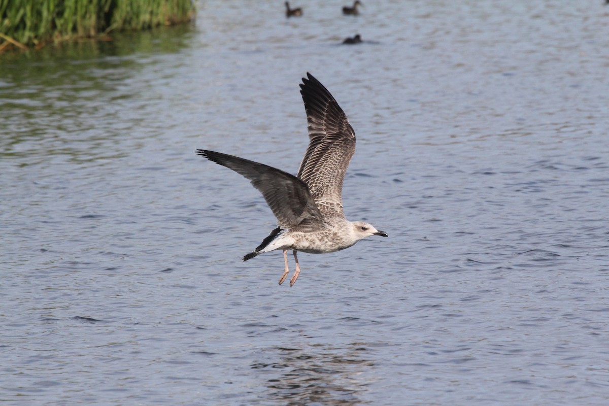 Yellow-legged Gull - ML595270931