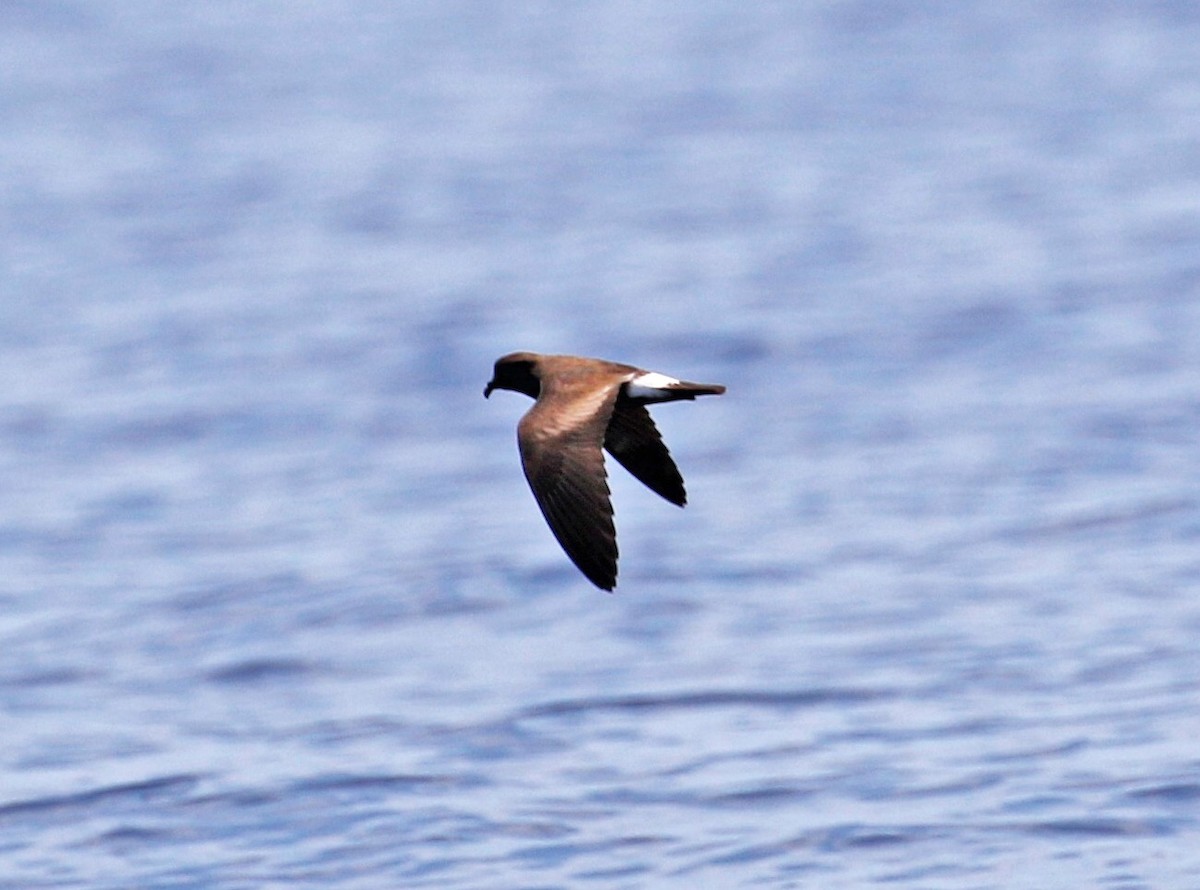 Band-rumped Storm-Petrel - David McQuade