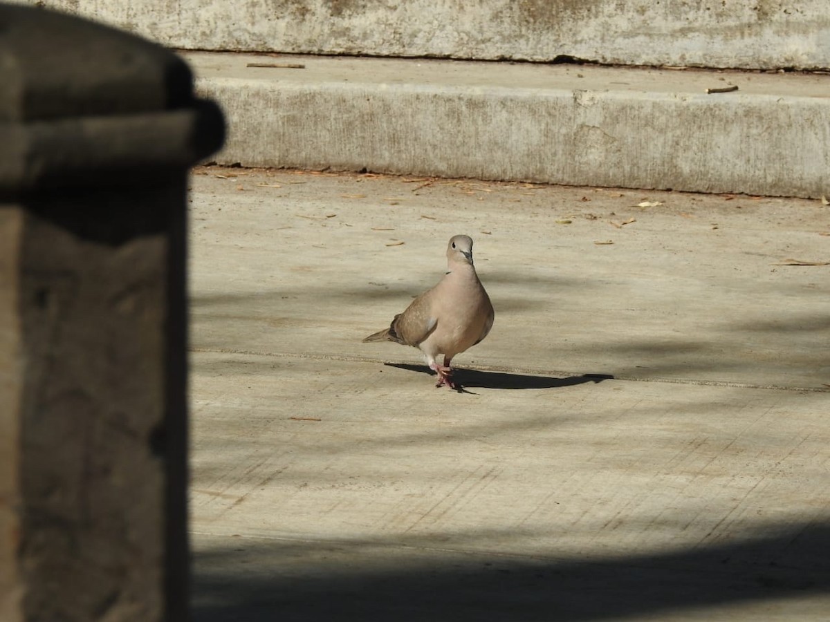 Eurasian Collared-Dove - ML595271421